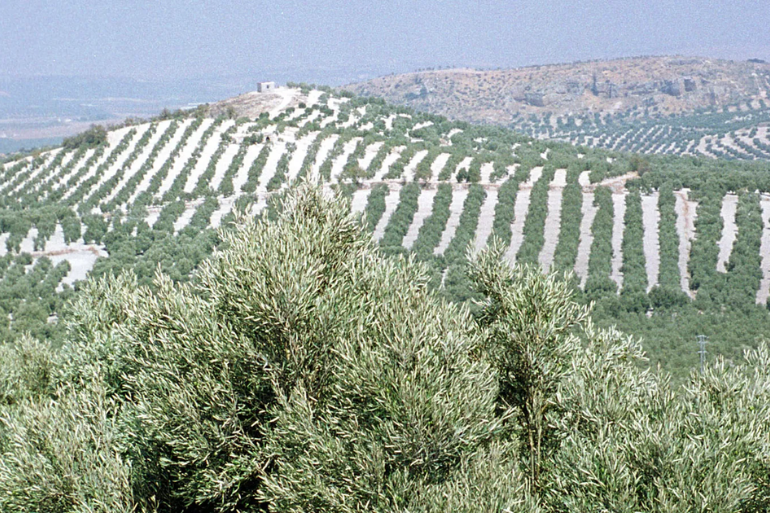 Andalucía bate récord histórico en fincas rústicas y cambia el perfil del comprador en 2025 Andalucía bate récord histórico en fincas rústicas