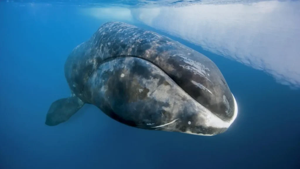 Ciencia descubre en ballenas la clave genética contra el envejecimiento