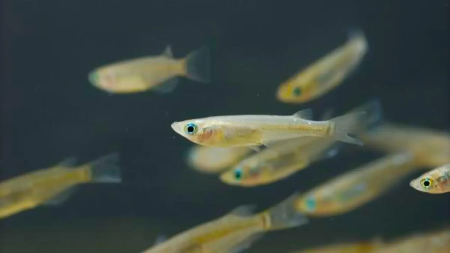 Crisis climática: peces más pequeños y 3.000 especies afectadas