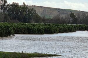 Agricultores de 39 municipios de Sevilla