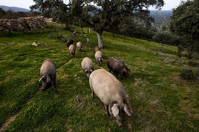 Impacto científico: un colirio con semen de cerdo frena el cáncer infantil en laboratorio