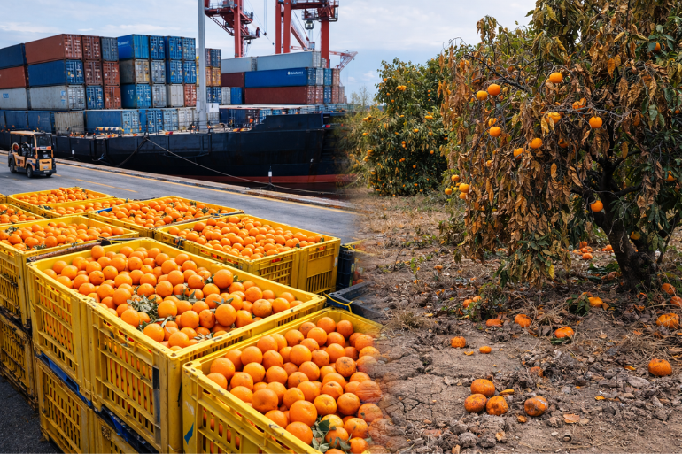 Exportaciones de cítricos valencianos resisten pese a la caída del volumen Exportaciones de cítricos valencianos resisten pese a la caída del volumen