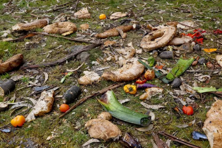 Crisis en A Coruña: vertido ilegal desata plaga de gaviotas y mosquitos