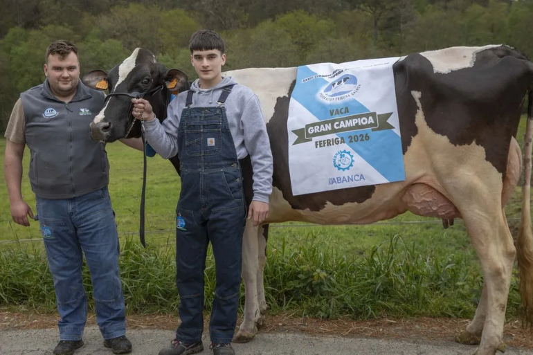 Granjas gallegas crean vacas campeonas pese a restricciones