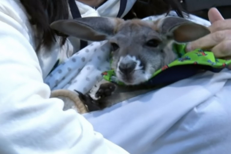 Día de las mascotas en Clase-A: ¡un canguro se roba el show en Spartanburg!