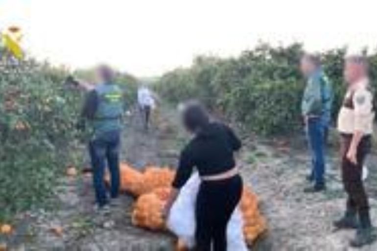 Tres detenidos robando 2.000 kg de naranjas en Olivares Tres detenidos robando 2.000 kg de naranjas