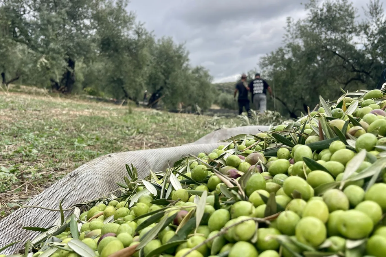Crisis del aceite de oliva: cae la producción un 9% por el clima