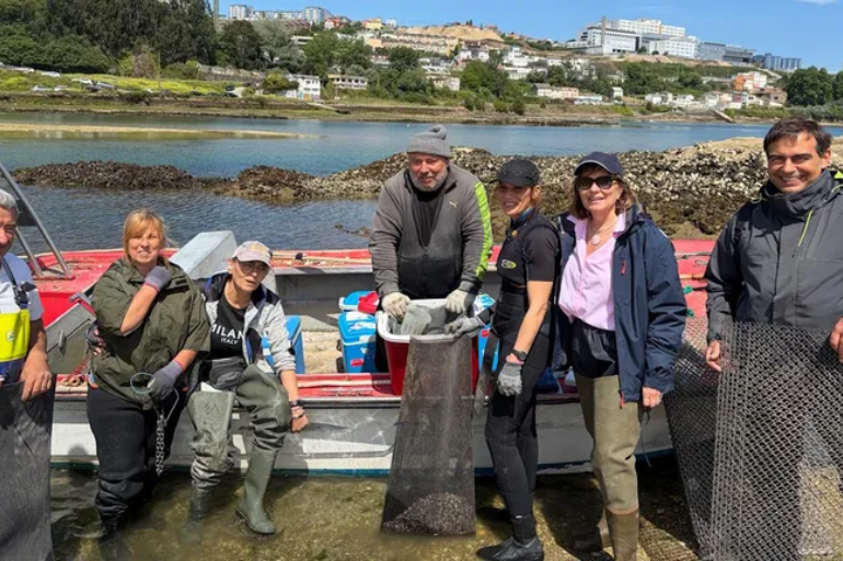 Galicia impulsa la ría de O Burgo con 183 000 almejas babosas