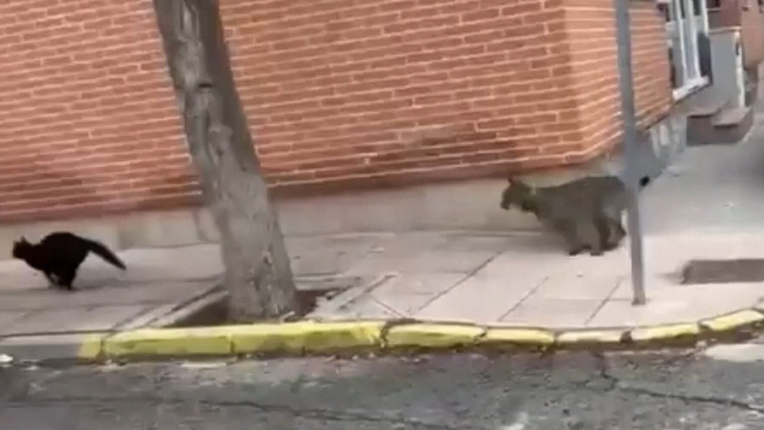 Un lince ibérico desata expectación en Toledo: Veneno se pasea por Cabañas de Yepes y caza gatos en el casco urbano
