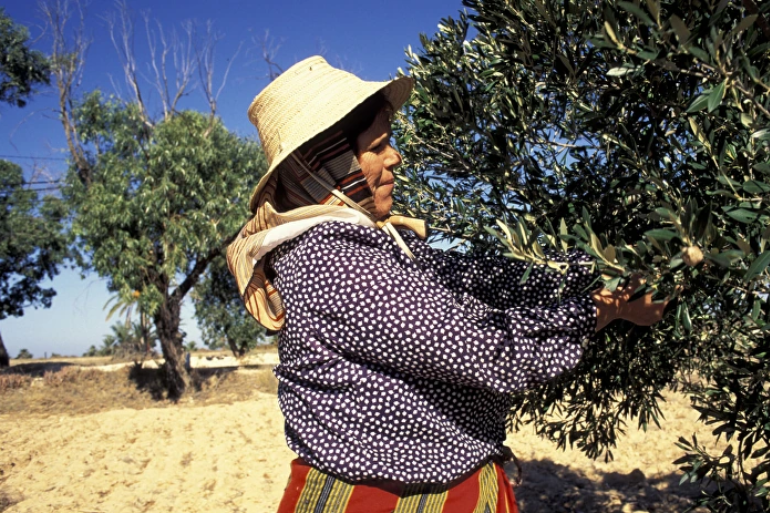 Las importaciones de aceite de oliva marroquí se disparan: España multiplica por cien las compras en solo un año Aceite de Oliva