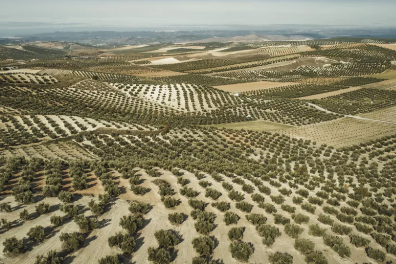 El rincón de Jaén que abastecía de aceite a Roma hace 2.000 años: una de las mayores almazaras del Imperio El rincón de Jaén que abastecía de aceite a Roma hace 2.000 años