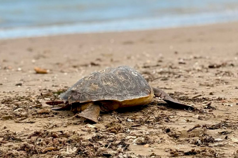 Las tortugas bobas baten récord en Castellón: cuatro nidos confirman el auge de la especie en la costa valenciana Las tortugas bobas baten récord en Castellón