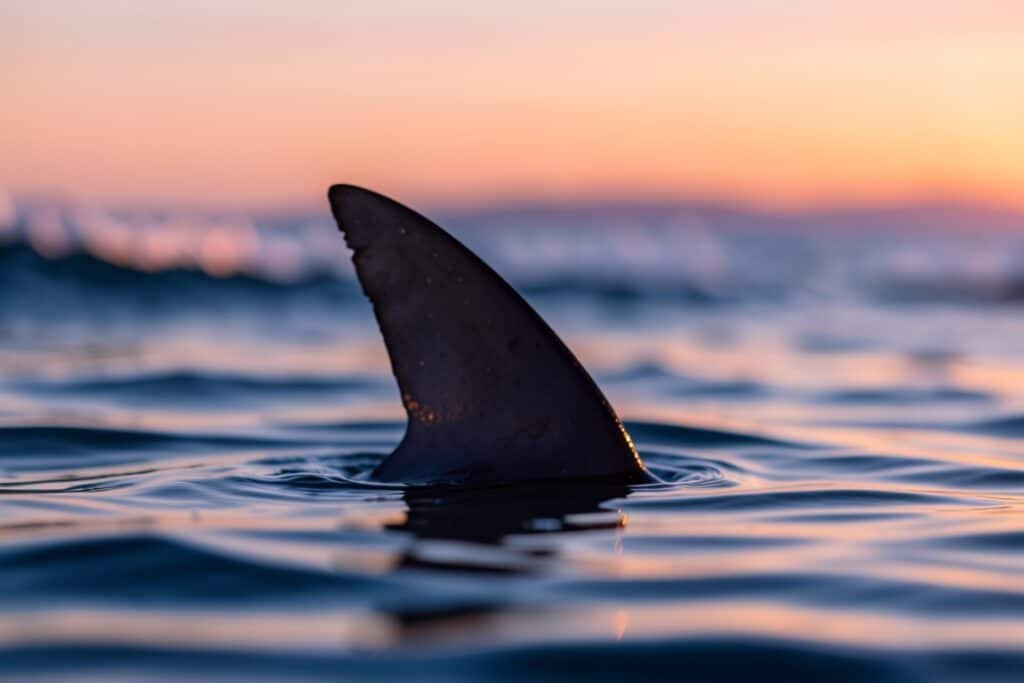 En Mar Abierto: suspense y tiburones en coproducción con sello español