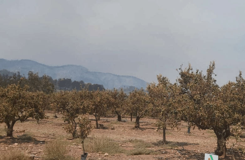 El incendio de la Vall d’Uixó deja hasta 40 millones en pérdidas para el campo