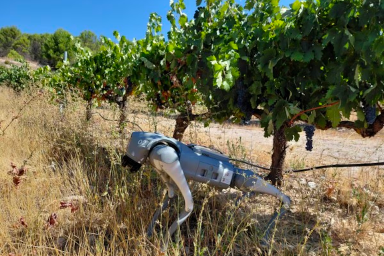 Extremadura desarrolla un perro robot con IA para mejorar las cosechas